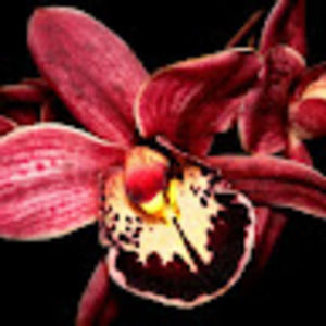 Meet your Posher, Parbatie